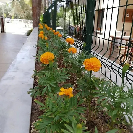 Cicek * ディディム